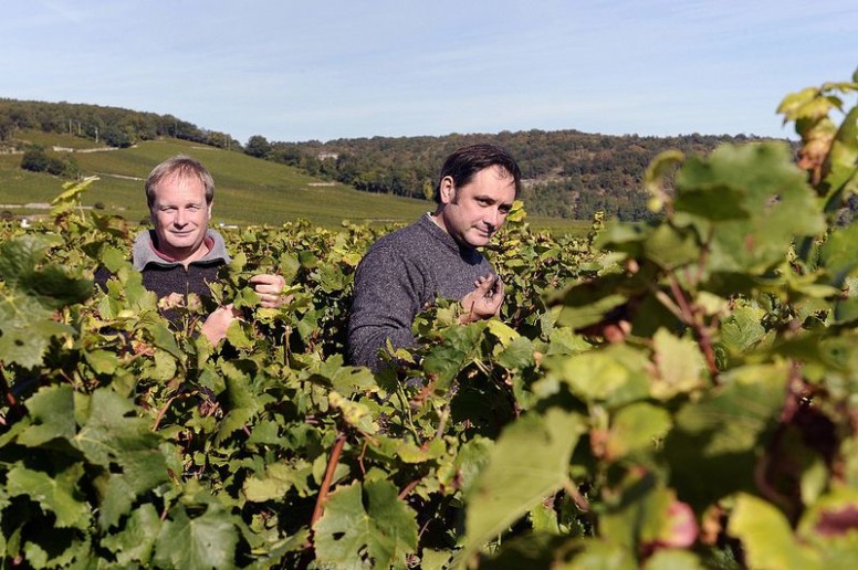 Yves et Jean-Pierre Confuron dans leurs vignes - Domaine Confuron-Cotetidot - Crédit photo Marie-Eve Brouet