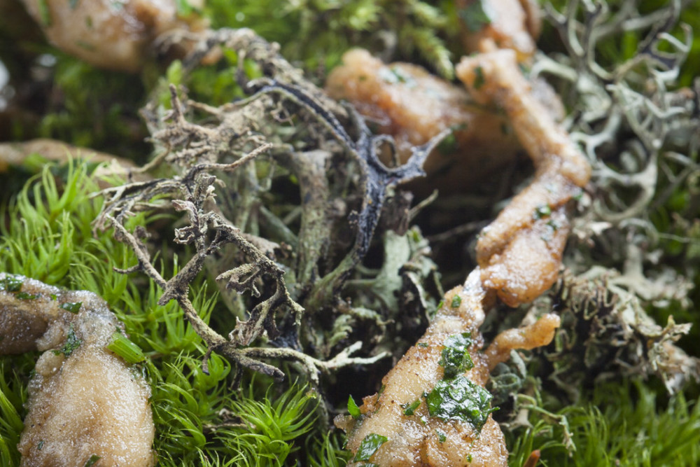 Les grenouilles de nos marais, crémeux de Polypode