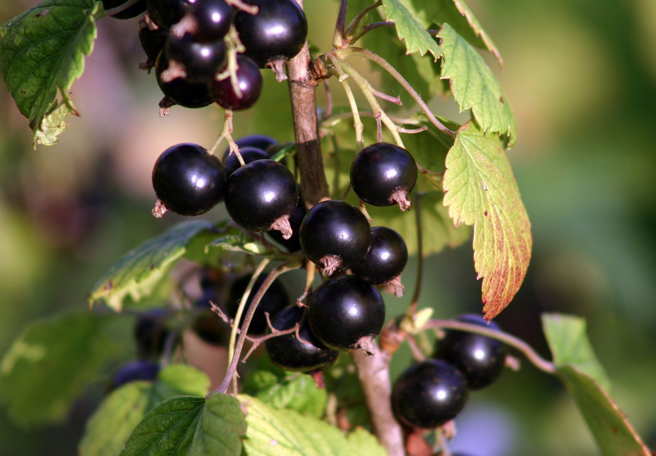 Schwarztee Cassis - Rezepte Suchen