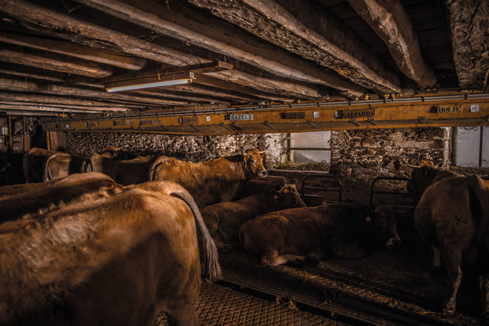 Le cheptel de Christian Bonal se compose d'environ 83 vaches fermières.