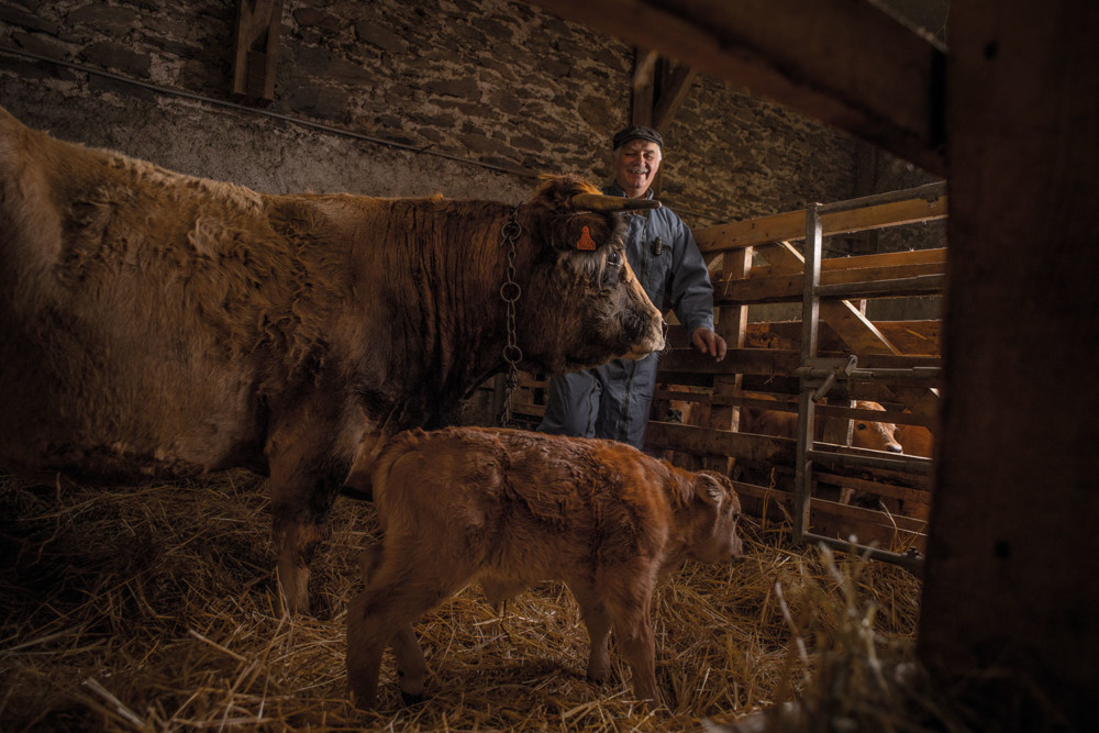 Chez Christian, chaque vache a sa propre histoire. Certaines ont jusqu’à 17 ans.