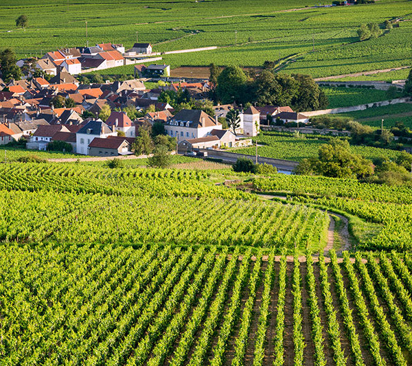 Beaune vignes