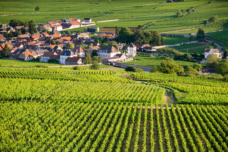 Beaune vignes