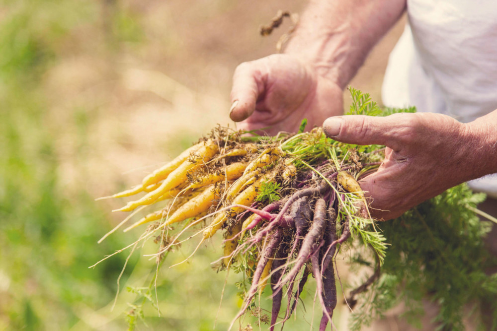 Ce ne sont pas moins   de 250 variétés de fruits et légumes qui sont  récoltés chaque année par le maraîcher.