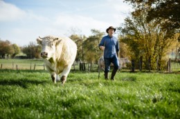 Boeuf charolais élevé par les Boucheries André