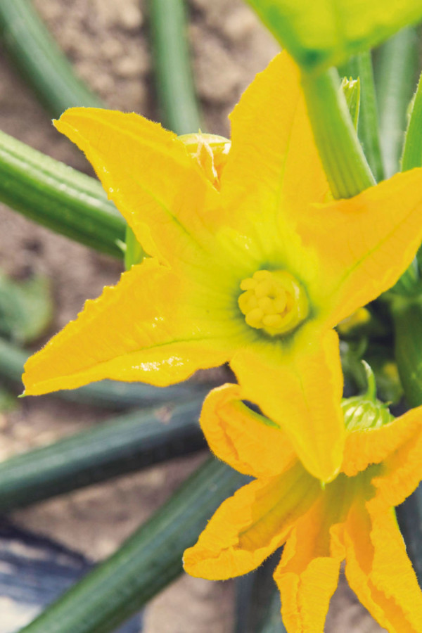 Farcies ou en tempura, les fleurs de courgette jaune donnent de la couleur à nos assiettes.