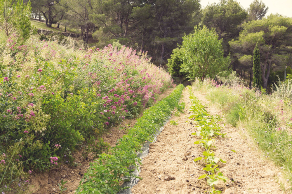 Sur ses 8000 m2 de terres, Jean-Baptiste Anfosso applique le principe de la permaculture. Il favorise la biodiversité et l’utilise aucun herbicide, ni pesticide.