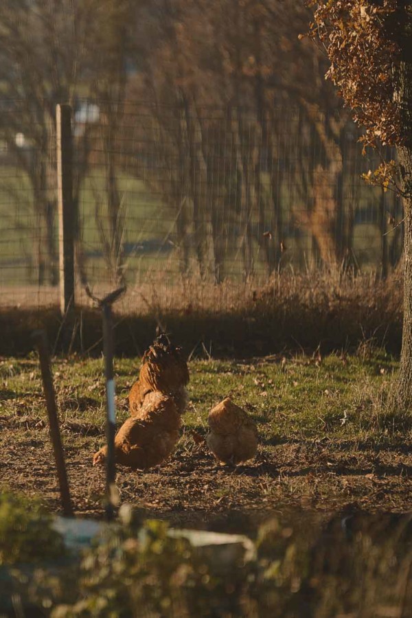 Parti de rien, ce  ﬁls d’aubergiste un tantinet rebelle a su faire de son terroir sa poule aux œufs d’or.