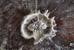 Jonathan thévenet, photographe culinaire à Lyon. Artiste qui a créer les lyonnaiseries