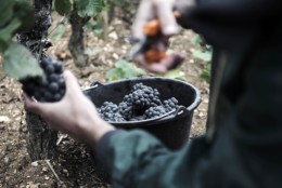 Domaine Jean-Luc et Paul Aegerter producteur éleveur négociant de vin rouge et blanc en Bourgogne. Présent à Nuits Saint Georges. Vendanges 2017 de la vigne à la cuve