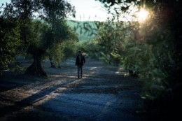 Alexis Munoz, Producteur d'huile d'olive et passionné de cette huile. Huiles d'olives provenant d'espagne essentiellement et haut de gamme. 18:1. Vente en ligne des huiles aux particuliers et professionnels