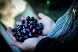 Alexis Munoz, Producteur d'huile d'olive et passionné de cette huile. Huiles d'olives provenant d'espagne essentiellement et haut de gamme. 18:1. Vente en ligne des huiles aux particuliers et professionnels