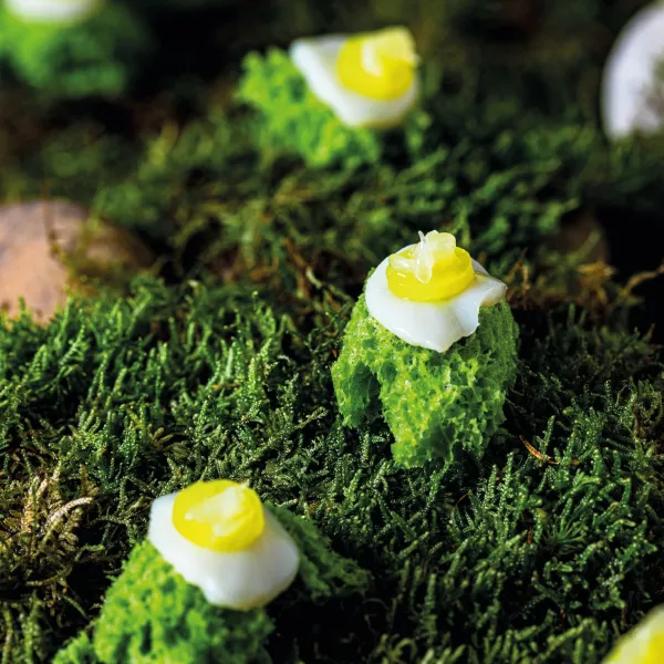 Mousse végétale de nos sous-bois