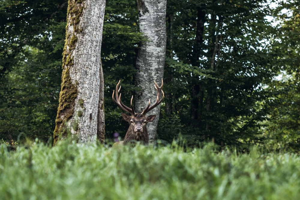 Cerf