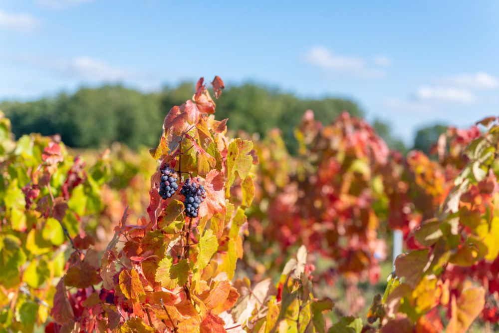 Vignes Négrette
