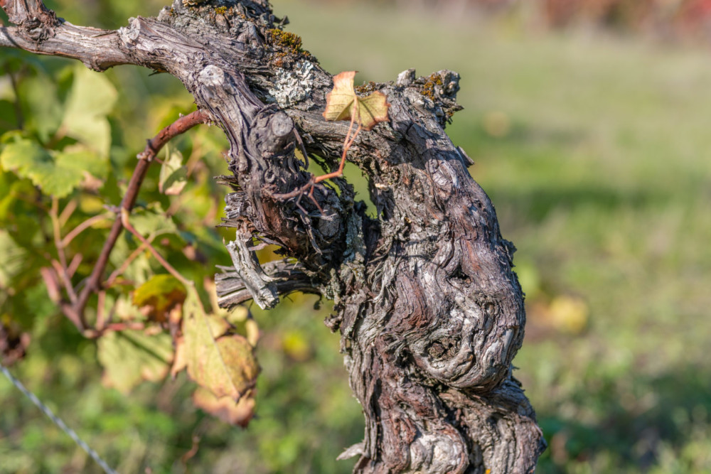Vignes quasi centenaires
