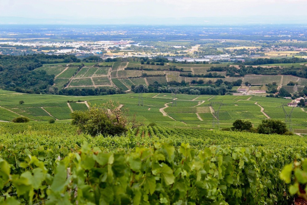 Domaine Corsin Saône et Loire