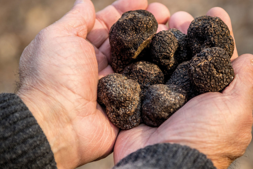 Truffe de Bourgogne