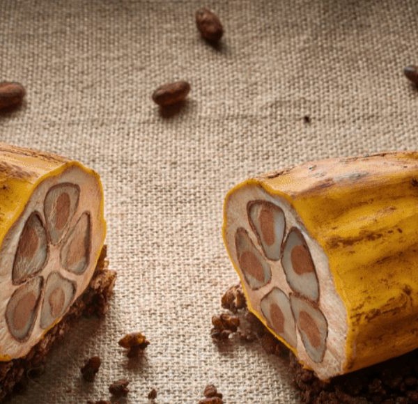 Cacao