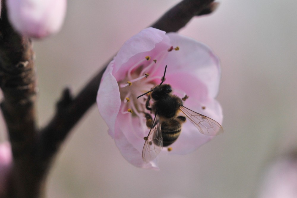 Abeille