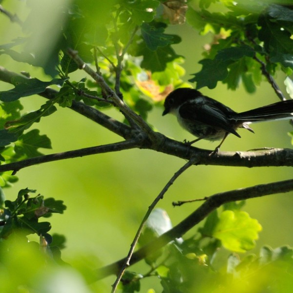 Petit oiseau