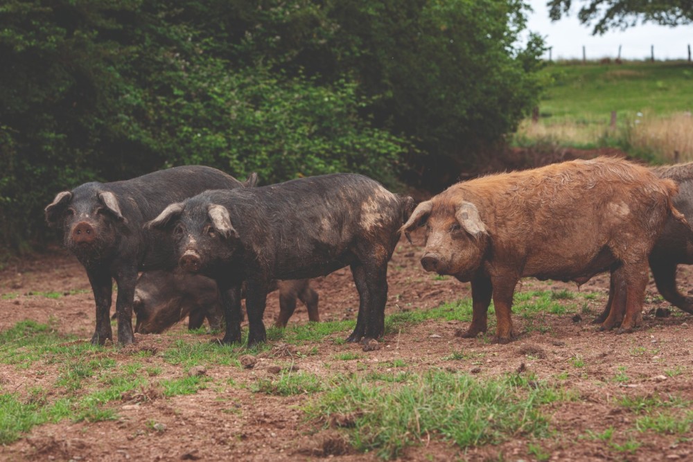 Ferme et Haras de Rymska