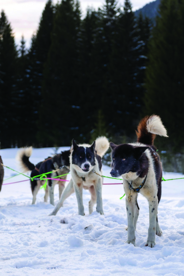 Chiens de traineaux à Monts Jura - © Auvergne Rhône Alpes tourisme