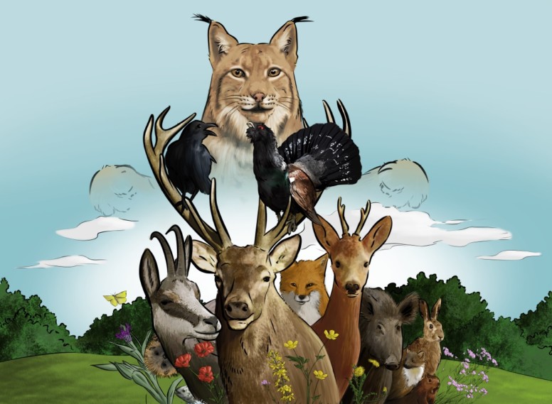 Sur les traces du Lynx boréal