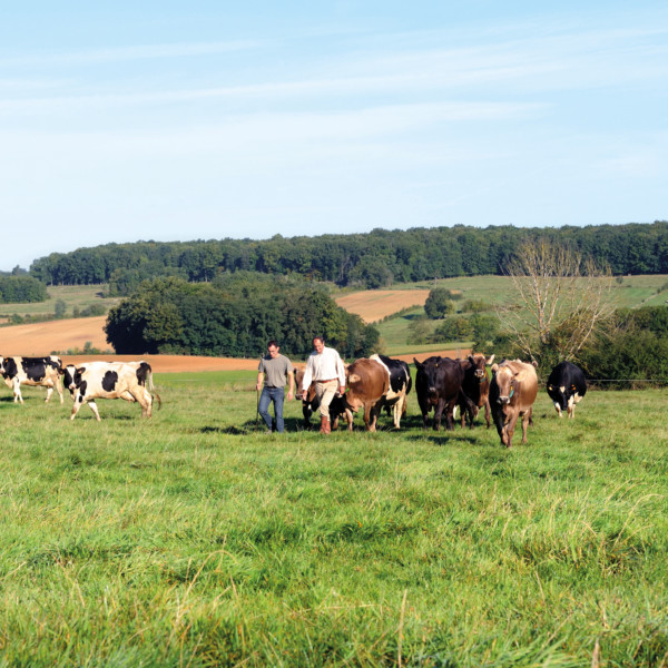 Fromagerie Lincet
