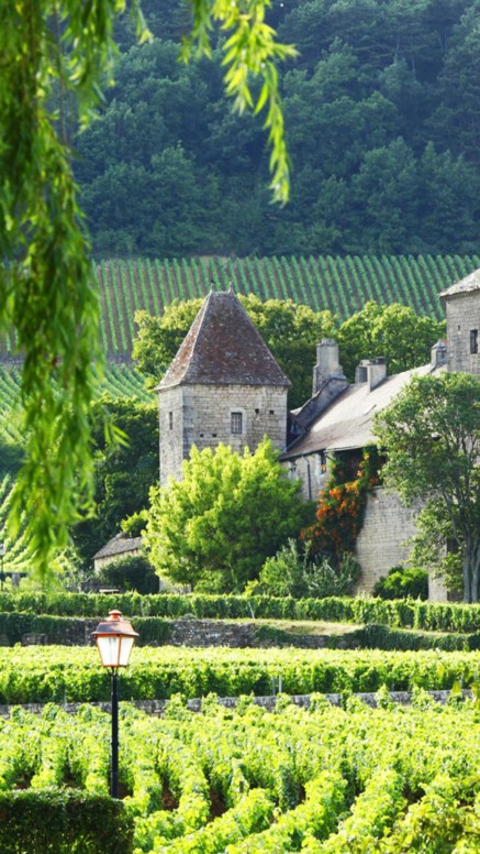 Paysage de Gevrey Chambertin en Bourgogne
