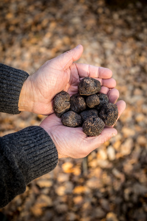Maison aux milles truffes