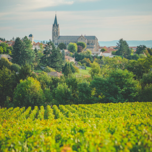 Les vins de la Côte Roannaise - Sur la route d’un territoire de caractère