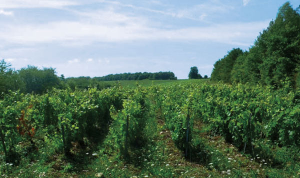 Sentier des vignes