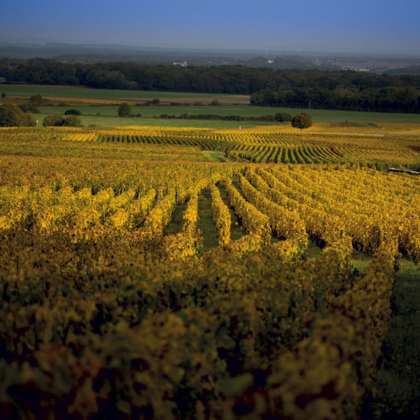 Vigne Bourgogne