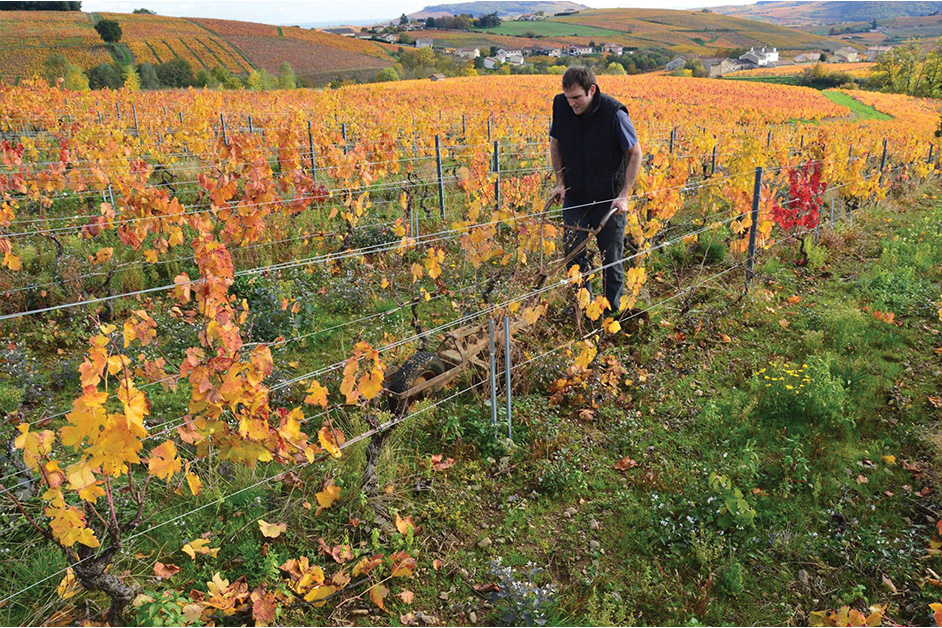 Labourage des vignes – Domaine Frédéric Berne