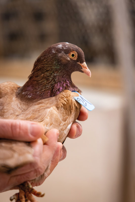Les pigeons de Corton Patrice Sanchez