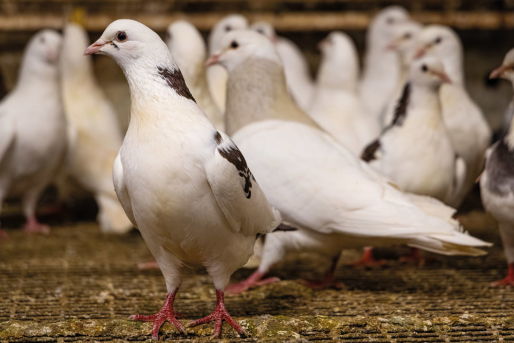 Les pigeons de Corton Patrice Sanchez