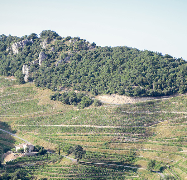Vignoble Saint-Joseph 2
