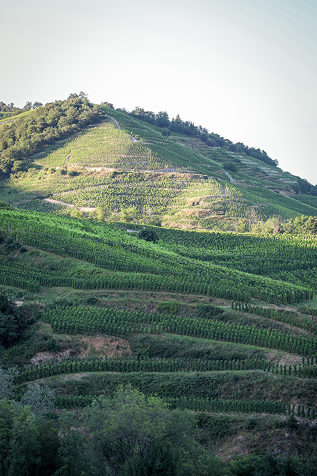 Vignoble Saint-Joseph