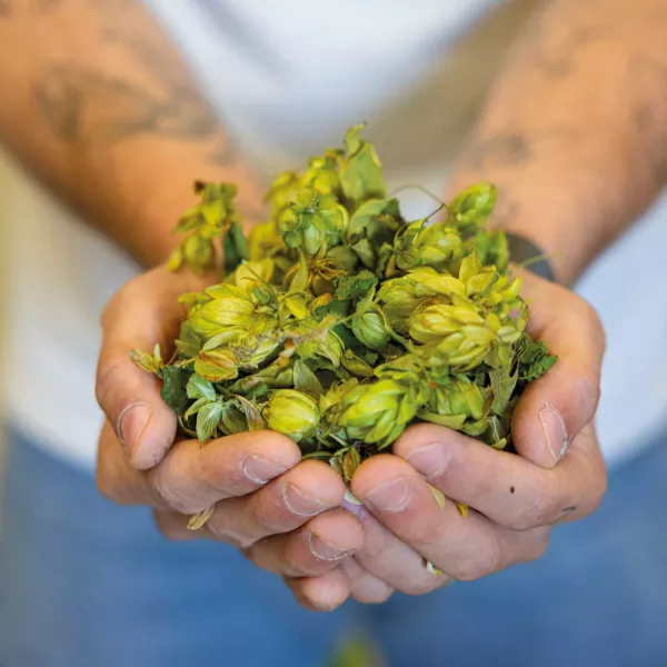 Houblon 100% Côte-d'Or