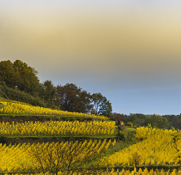 Vignes des vins du Jura