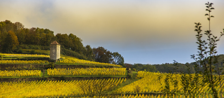 Vignes des vins du Jura