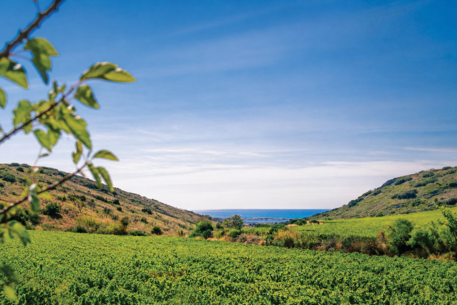Vignobles Frontignan